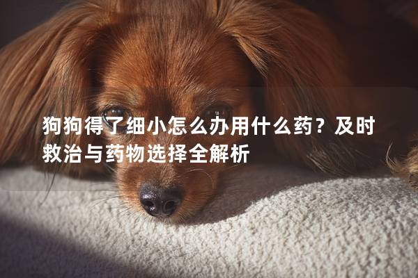 狗狗得了细小怎么办用什么药？及时救治与药物选择全解析