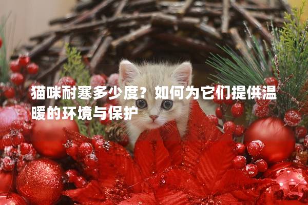 猫咪耐寒多少度？如何为它们提供温暖的环境与保护