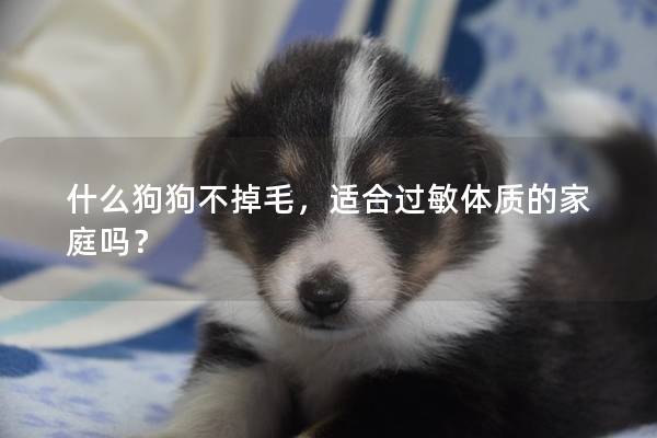 什么狗狗不掉毛，适合过敏体质的家庭吗？
