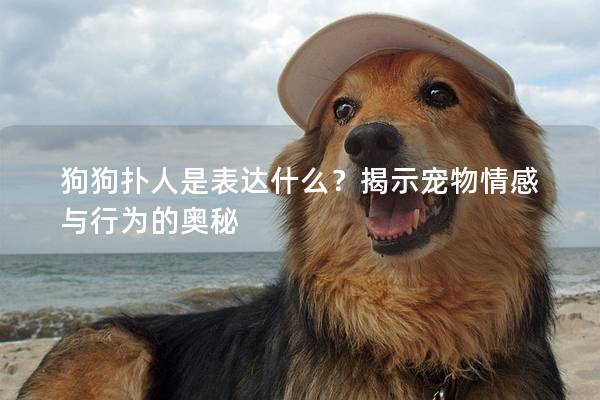 狗狗扑人是表达什么？揭示宠物情感与行为的奥秘