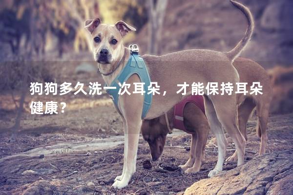 狗狗多久洗一次耳朵，才能保持耳朵健康？