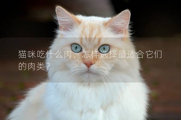 猫咪吃什么肉，怎样选择最适合它们的肉类？