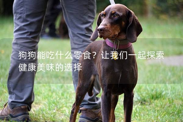 狗狗能吃什么零食？让我们一起探索健康美味的选择