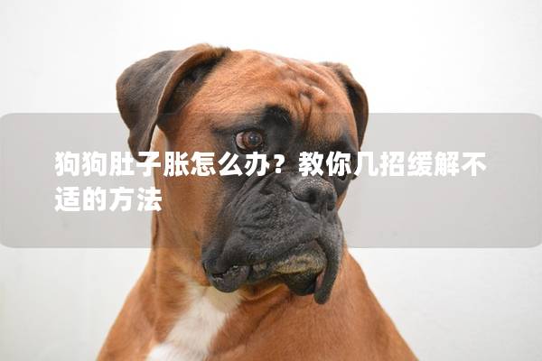 狗狗肚子胀怎么办？教你几招缓解不适的方法