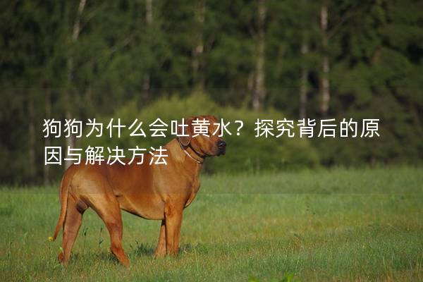 狗狗为什么会吐黄水？探究背后的原因与解决方法