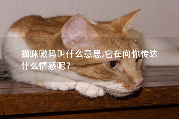 猫咪嗷呜叫什么意思,它在向你传达什么情感呢？