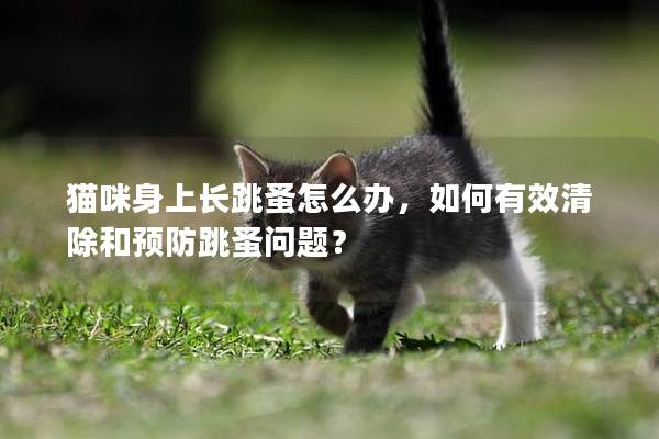 猫咪身上长跳蚤怎么办，如何有效清除和预防跳蚤问题？