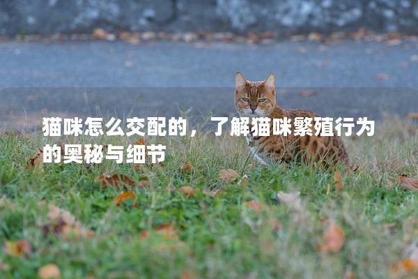 猫咪怎么交配的，了解猫咪繁殖行为的奥秘与细节