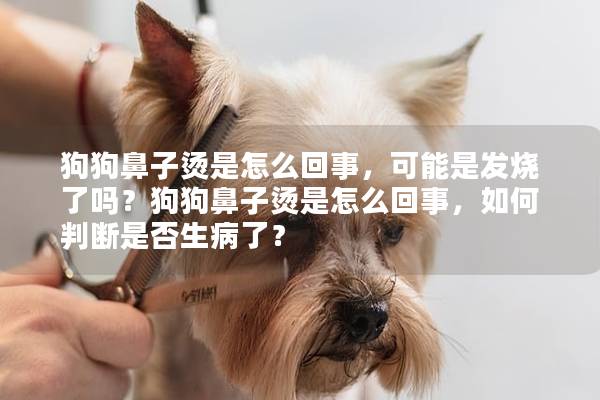 狗狗鼻子烫是怎么回事，可能是发烧了吗？狗狗鼻子烫是怎么回事，如何判断是否生病了？