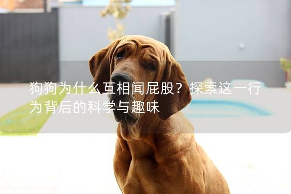 狗狗为什么互相闻屁股？探索这一行为背后的科学与趣味