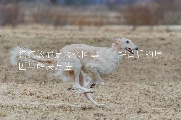 狗狗放屁是怎么回事，了解背后的原因与解决方法