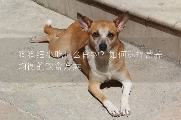 狗狗细小吃什么食物？如何选择营养均衡的饮食方案