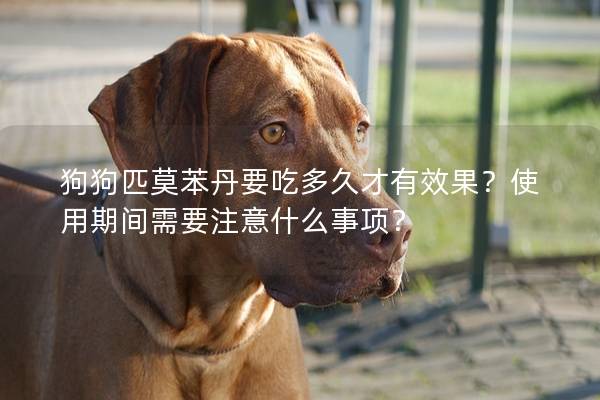 狗狗匹莫苯丹要吃多久才有效果？使用期间需要注意什么事项？