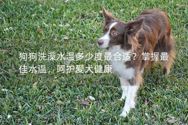 狗狗洗澡水温多少度最合适？掌握最佳水温，呵护爱犬健康
