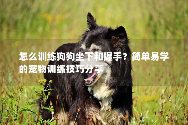 怎么训练狗狗坐下和握手？简单易学的宠物训练技巧分享