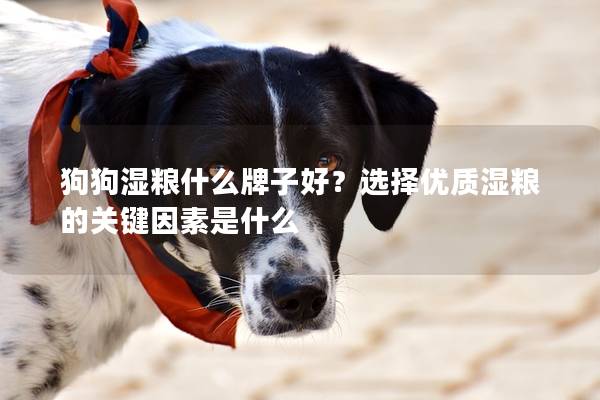 狗狗湿粮什么牌子好？选择优质湿粮的关键因素是什么