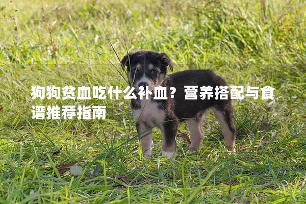 狗狗贫血吃什么补血？营养搭配与食谱推荐指南