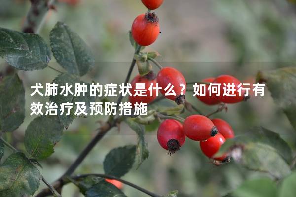 犬肺水肿的症状是什么？如何进行有效治疗及预防措施
