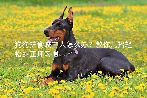 狗狗护食咬主人怎么办？教你几招轻松纠正坏习惯