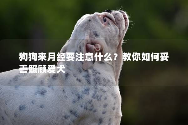 狗狗来月经要注意什么？教你如何妥善照顾爱犬