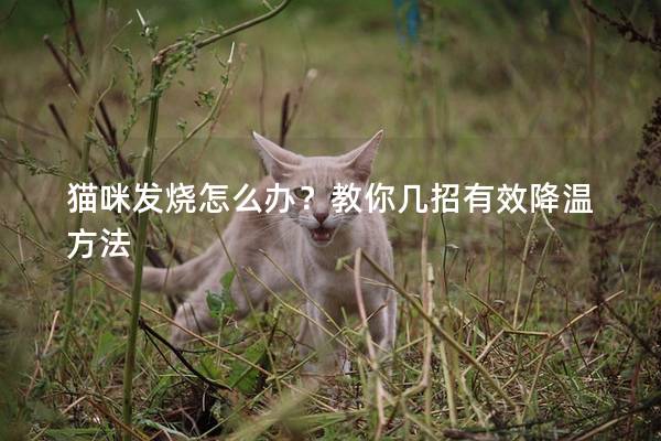 猫咪发烧怎么办？教你几招有效降温方法