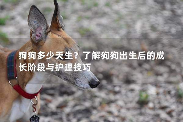 狗狗多少天生？了解狗狗出生后的成长阶段与护理技巧