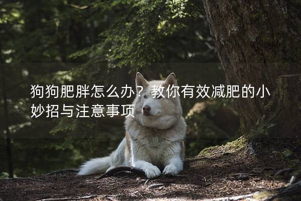 狗狗肥胖怎么办？教你有效减肥的小妙招与注意事项