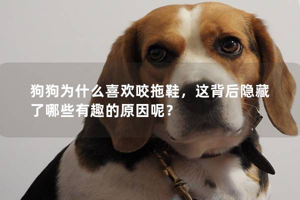 狗狗为什么喜欢咬拖鞋，这背后隐藏了哪些有趣的原因呢？