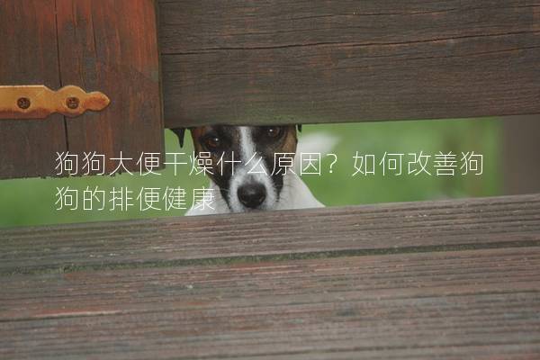 狗狗大便干燥什么原因？如何改善狗狗的排便健康