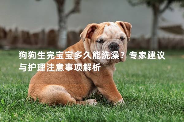 狗狗生完宝宝多久能洗澡？专家建议与护理注意事项解析