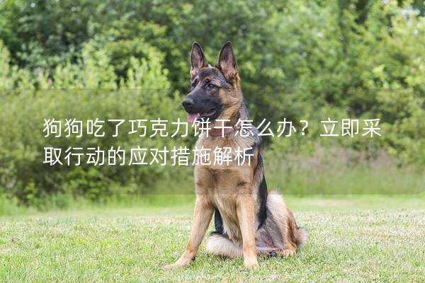狗狗吃了巧克力饼干怎么办？立即采取行动的应对措施解析