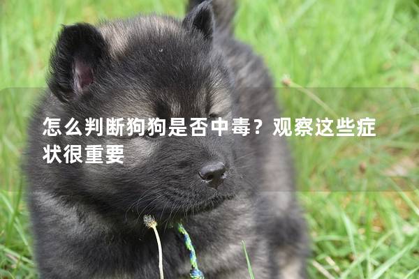 怎么判断狗狗是否中毒？观察这些症状很重要