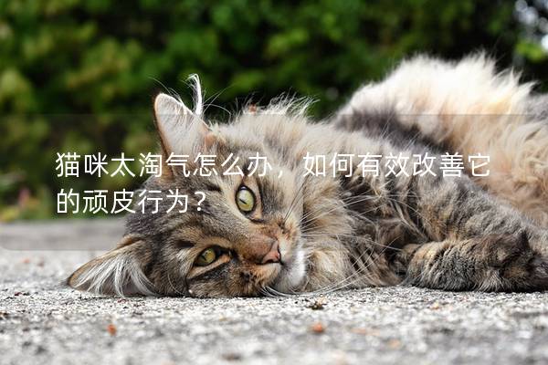 猫咪太淘气怎么办，如何有效改善它的顽皮行为？