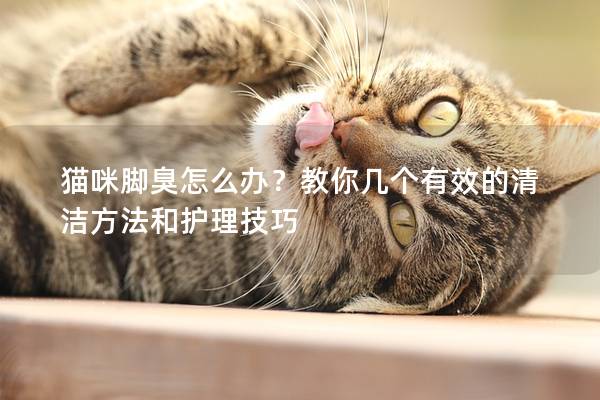 猫咪脚臭怎么办？教你几个有效的清洁方法和护理技巧