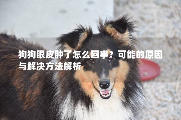 狗狗眼皮肿了怎么回事？可能的原因与解决方法解析