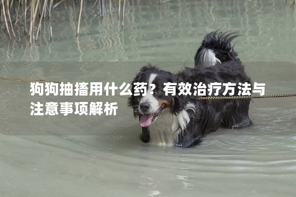 狗狗抽搐用什么药？有效治疗方法与注意事项解析