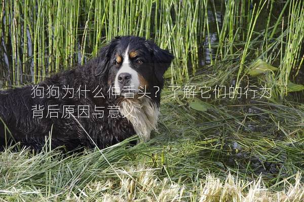 狗狗为什么伸舌头？了解它们的行为背后原因与意义