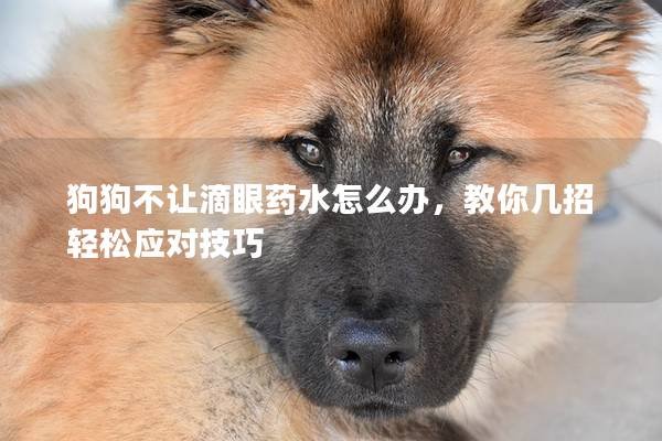 狗狗不让滴眼药水怎么办，教你几招轻松应对技巧