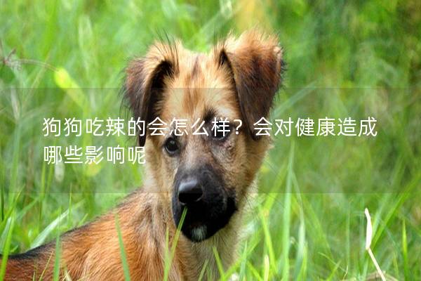 狗狗吃辣的会怎么样？会对健康造成哪些影响呢