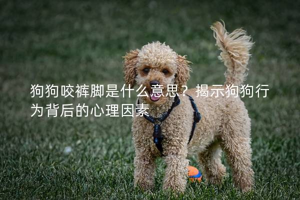 狗狗咬裤脚是什么意思？揭示狗狗行为背后的心理因素