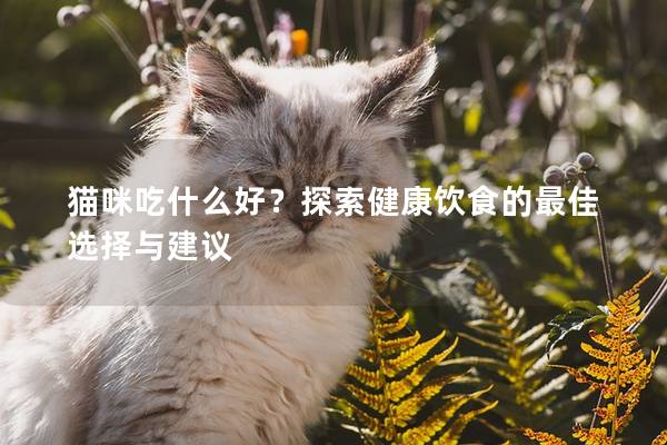 猫咪吃什么好？探索健康饮食的最佳选择与建议