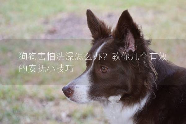 狗狗害怕洗澡怎么办？教你几个有效的安抚小技巧
