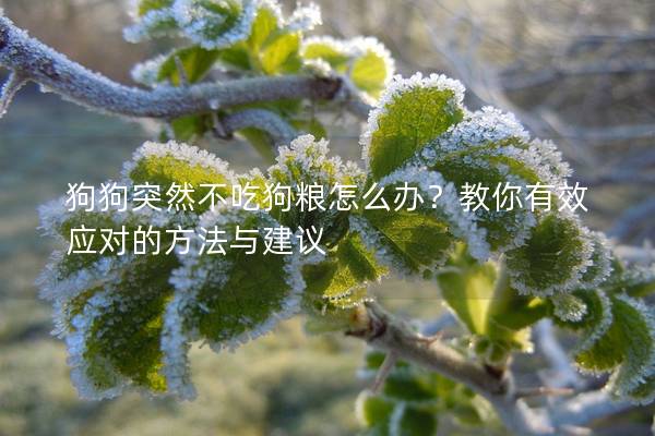 狗狗突然不吃狗粮怎么办？教你有效应对的方法与建议