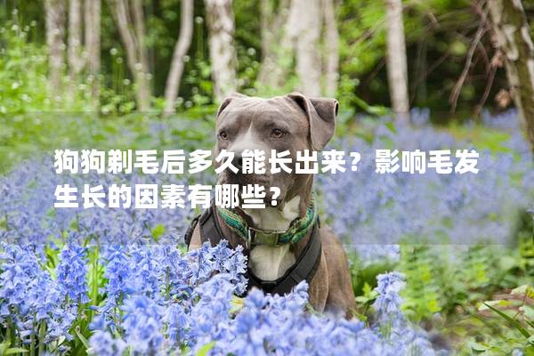 狗狗剃毛后多久能长出来？影响毛发生长的因素有哪些？