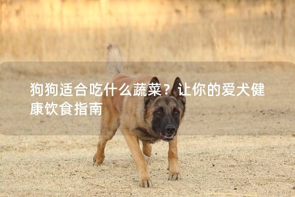 狗狗适合吃什么蔬菜？让你的爱犬健康饮食指南