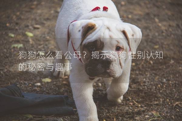 狗狗怎么看公母？揭示狗狗性别认知的秘密与趣事