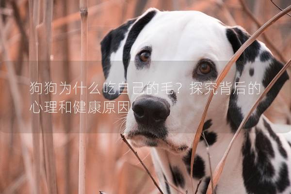 狗狗为什么吃自己的毛？探究背后的心理和健康原因