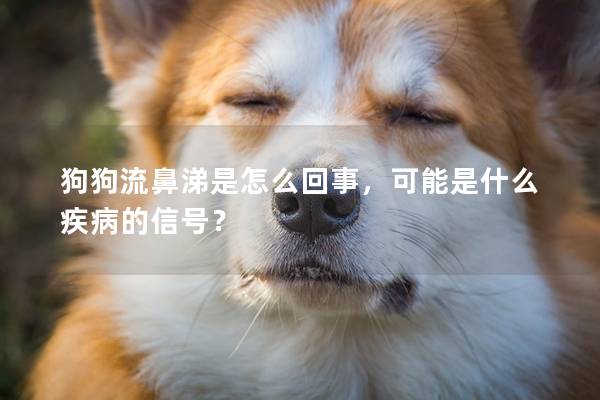 狗狗流鼻涕是怎么回事，可能是什么疾病的信号？