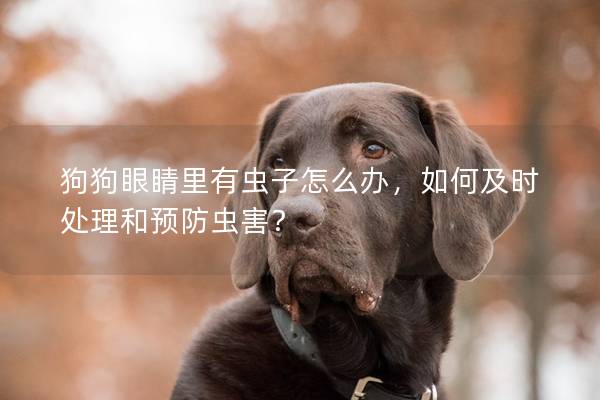 狗狗眼睛里有虫子怎么办，如何及时处理和预防虫害？