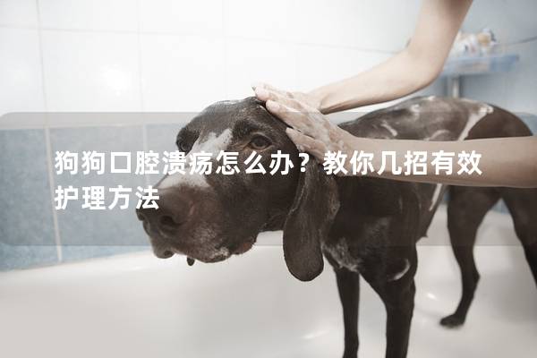 狗狗口腔溃疡怎么办？教你几招有效护理方法